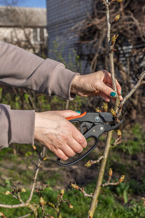 Farmer looks after the garden. Spring pruning of fruit trees. Woman with a pruner shears the pear...