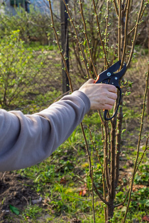Gardener looks after the garden. Spring pruning of fruit trees. Woman with a pruner shears the plum...