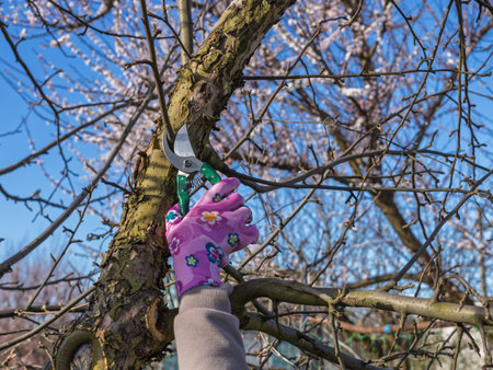 Farmer looks after the garden. Spring pruning of fruit trees. Woman with a pruner shears the apple...