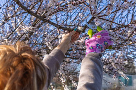 Gardener looks after the garden. Spring pruning of fruit trees. Woman with a pruner shears the...