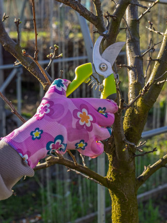 Gardener looks after the garden. Spring pruning of fruit trees. Woman with a pruner shears the plum...