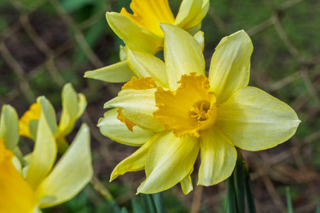 Narcissus flowers. Beautiful yellow daffodils growing in the spring garden. Shallow depth of field.の写真素材