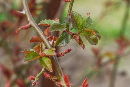 Close-up view of new rose leaves on the bush. Shallow depth of field.の写真素材