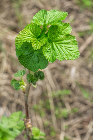 New green leaves growing on a currant bush in sunny spring day. Blurred natural background.の写真素材