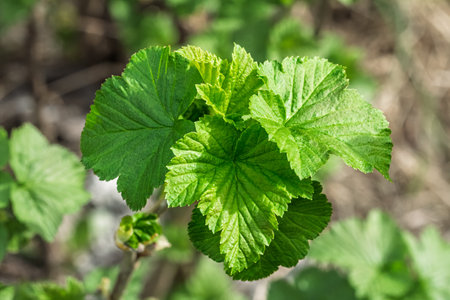 New green leaves growing on a currant bush in sunny spring day. Blurred natural background.の写真素材