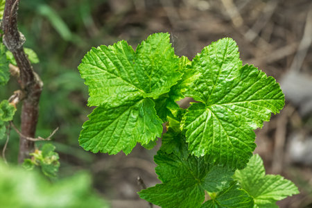 New green leaves growing on a currant bush in sunny spring day. Blurred natural background.の写真素材