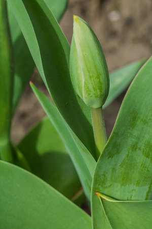 Young tulip growing in a garden with the natural background.の写真素材