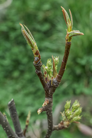 Close-up view of Japanese or Chinese pear tree in the period of spring flowering with buds before...