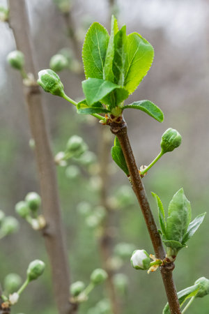 Close-up view of a plum tree in the period of spring flowering with buds before flowering. Shallow depth of field. Selective focus on the buds.の写真素材