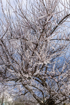 Apricot tree in the period of spring flowering with blue sky on the background.の写真素材