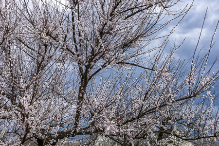 Apricot tree in the period of spring flowering with blue sky on the background.の写真素材