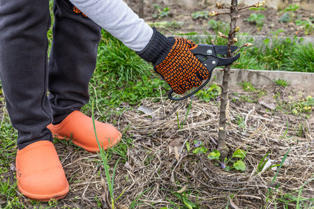 Farmer looks after the garden. Spring pruning of fruit trees. Woman with a pruner shears the pear...