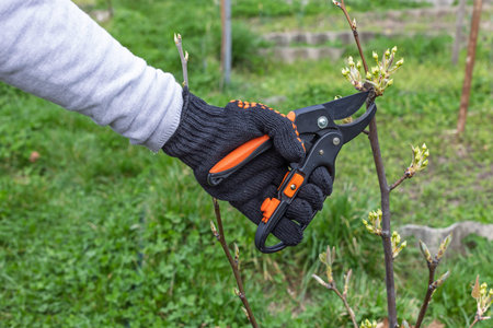 Farmer looks after the garden. Spring pruning of fruit trees. Woman with a pruner shears the...