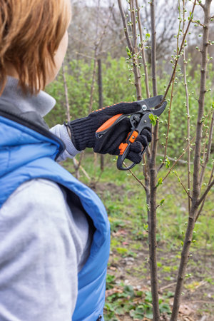Gardener looks after the garden. Spring pruning of fruit trees. Woman with a pruner shears the plum tree.の写真素材