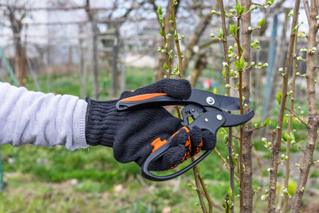 Gardener looks after the garden. Spring pruning of fruit trees. Woman with a pruner shears the plum...