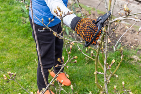 Farmer looks after the garden. Spring pruning of fruit trees. Woman with a pruner shears the pear...