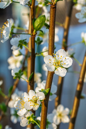 Flowering branches of a plum tree. The green leaves and white flowers on the blurred natural background.の写真素材