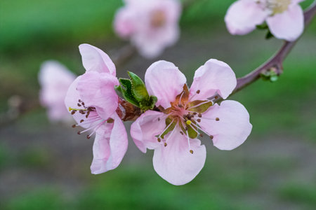 Close-up view of a branch of the peach tree in the period of spring flowering with the blurred natural background. Shallow depth of field. Selective focus on the flower.の写真素材