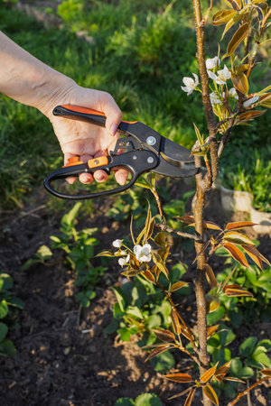 Farmer looks after the garden. Spring pruning of fruit trees. Woman with a pruner shears the...