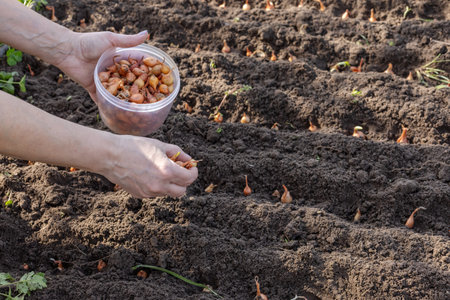 Female gardener is planting onion in the garden in the springtime. Cultivation of vegetables.の写真素材