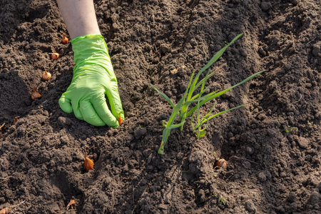 Close-up a female hand in a rubber glove planting small onion on the garden bed. Top view....