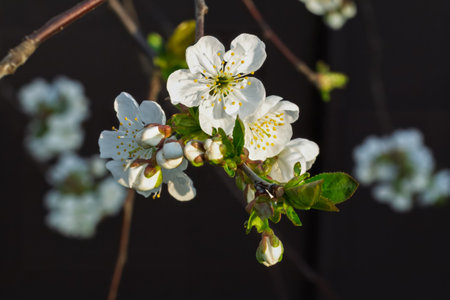 Close-up a branch of a cherry tree in the period of spring flowering with the blurred natural background. Selective focus on the flowers.の写真素材