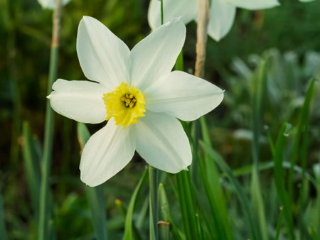 Narcissus flower. Beautiful white daffodils growing in the spring garden. Shallow depth of field.の写真素材