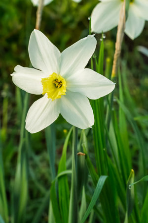 Narcissus flower. Beautiful white daffodils growing in the spring garden. Shallow depth of field.の写真素材