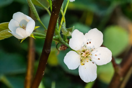 Close-up a flowering branch. The green leaves and white flowers with green grass on the background.の写真素材