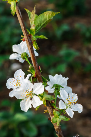 Close-up a branch of a cherry tree in the period of spring flowering with the blurred natural background. Selective focus on the flowers.の写真素材