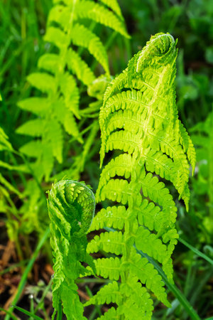 Close-up view of green fern leaves. Floral natural background.の写真素材
