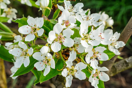 Close-up white small flowers of a blooming pear tree in the spring orchard.の写真素材