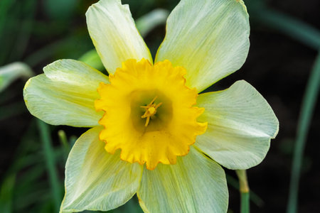 Close-up the narcissus flower. Yellow daffodil flower growing in the garden. Shallow depth of field.の写真素材