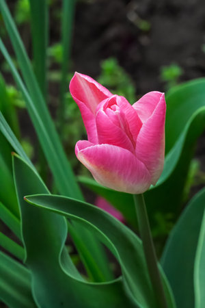 Pink tulip growing in a garden with a flower bed on the background. Close-up view.の写真素材