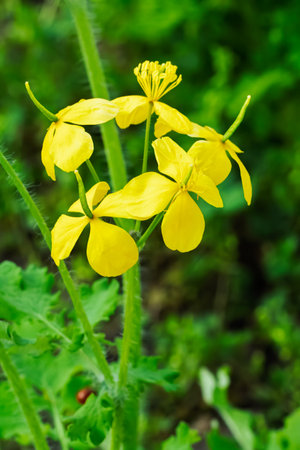 Close-up plant celandine with yellow flowers growing in nature. Medicinal plants.の写真素材