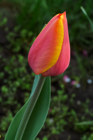 Red tulip growing in the garden with a flower bed on the background. Close-up view.の写真素材