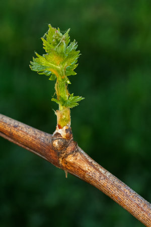 New grape leaf on a bush in sunny day. Blurred background.の写真素材