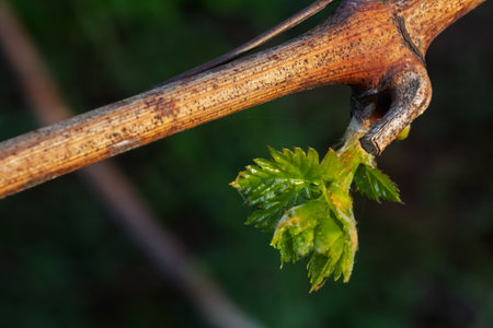 New grape leaf on a bush in sunny day. Blurred background.の写真素材