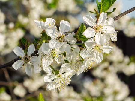 Branches of a blooming cherry tree in the spring orchard.の写真素材