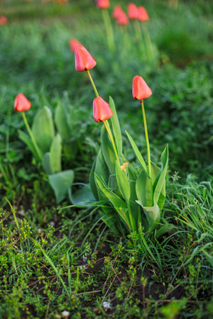 Red tulips growing on a flowerbed in the garden with green grass on the background.の写真素材