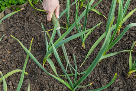 Loosening soil around young green garlic plants using a small hand rake. Growing vegetables in a garden.の写真素材