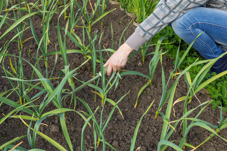 Woman is loosening soil around young green garlic plants using a small hand rake. Growing vegetables in a garden.の写真素材