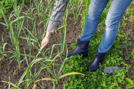 Woman is loosening soil around young green garlic plants using a small hand rake. Growing vegetables in a garden.の写真素材