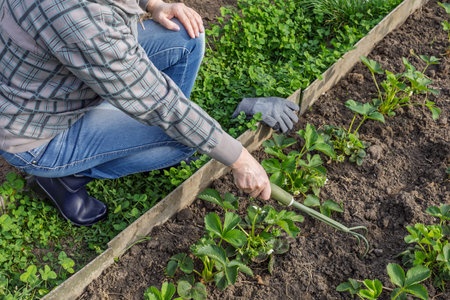 Female farmer is loosening soil around strawberry bushes using a small garden rake.の写真素材