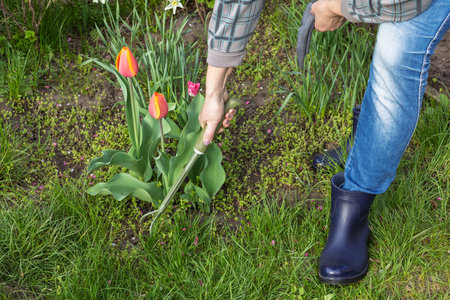 Female farmer is loosening soil around tulip flowers growing on the flower bed using a small garden rake. Arranging flower beds.の写真素材
