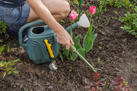 Female farmer is loosening soil around tulip flowers growing on the flower bed using a small garden rake. Arranging flower beds.の写真素材