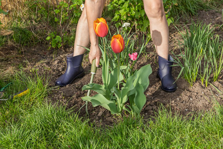 Female farmer is loosening soil around tulip flowers growing on the flower bed using a small garden...