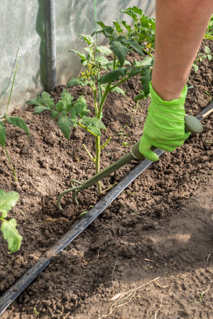 Female gardener with a hand rake is taking care of tomato plants. Young tomato bushes grow in the greenhouse.の写真素材