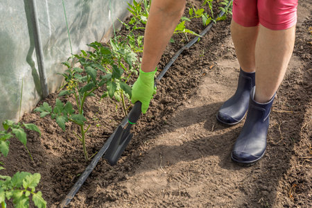 Female gardener with a small garden hand trowel is taking care of tomato plants. Young tomato bushes grow in the greenhouse.の写真素材