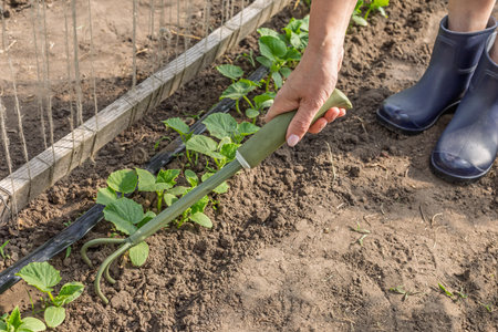 Female gardener with a hand rake is taking care of cucumber plants. Young cucumber bushes grow in the greenhouse.の写真素材